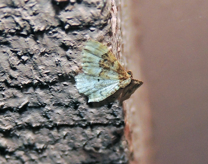 Idaea rusticata - Geometridae